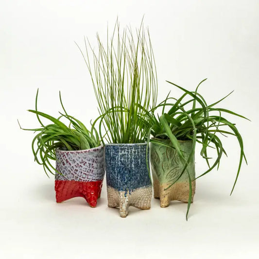 Large Assorted Air Plant Pot w/ Air Plant