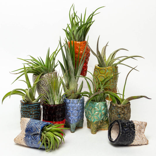 Assorted Air Plant Pot w/ Air Plant - Great Impulse Buy